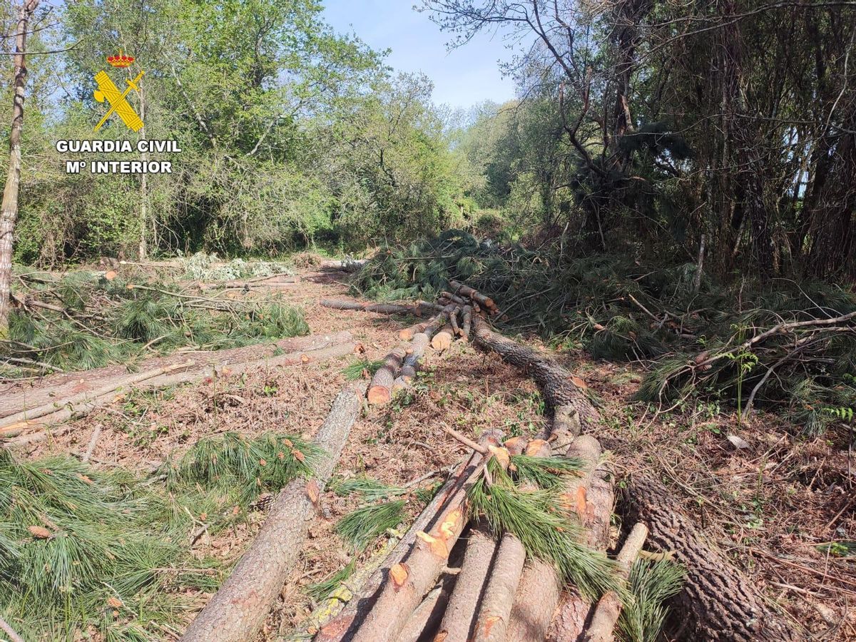 Tres investigados por estafa y hurto en talas de madera en Oleiros.