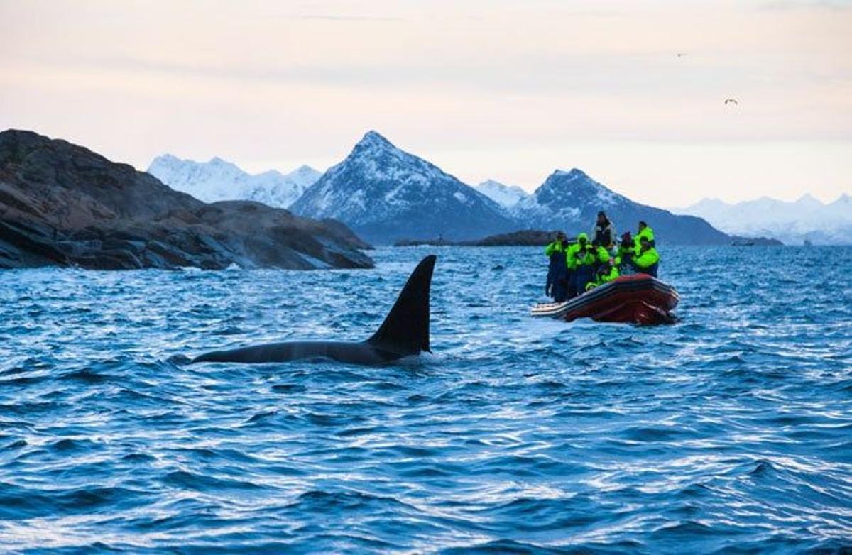 Orcas Lofoten