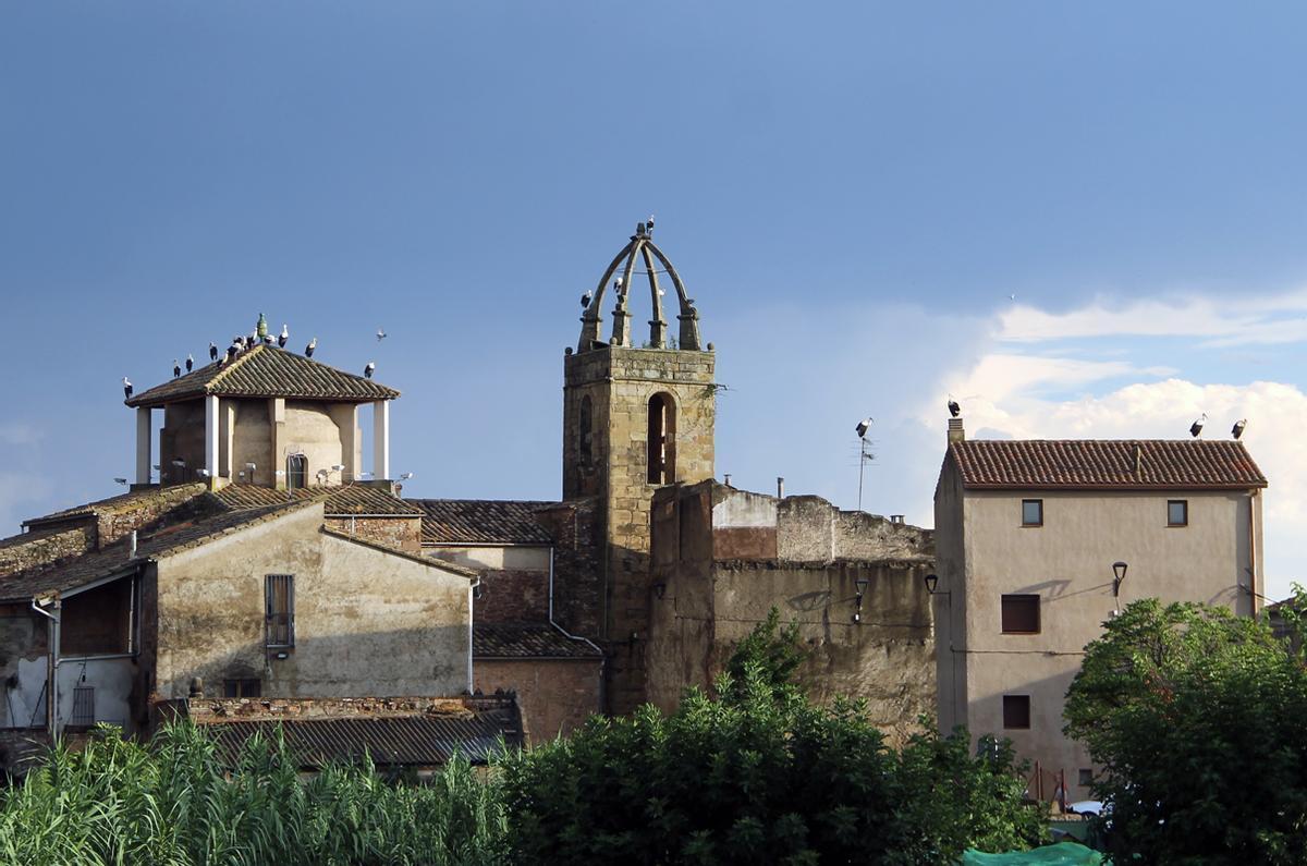 Cigonyes al campanar de l'església de Sant Fruitós de Bages aquest dijous