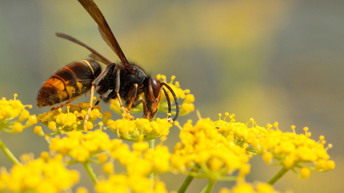 Seis insectos que nos acechan para picarnos este verano