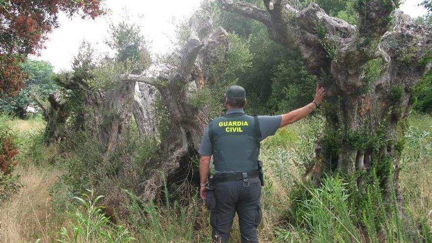Un agente de la Guardia Civil, junto a los árboles sustraídos. // Cedida