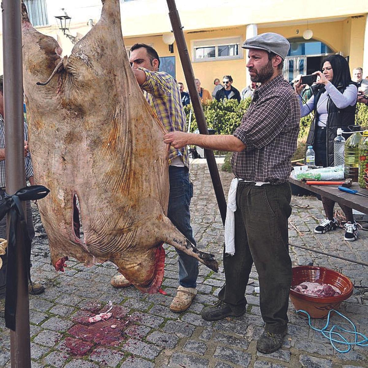 Alcaracejos es otra localidad donde se organiza una actividad para mostrarlos rituales de la matanza.