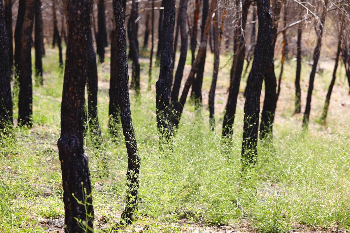 En imágenes | Así está Ateca un año después del incendio forestal que afectó a 14.000 hectáreas En imágenes | Así está Ateca un año después del incendio forestal que afectó a 14.000 hectáreas