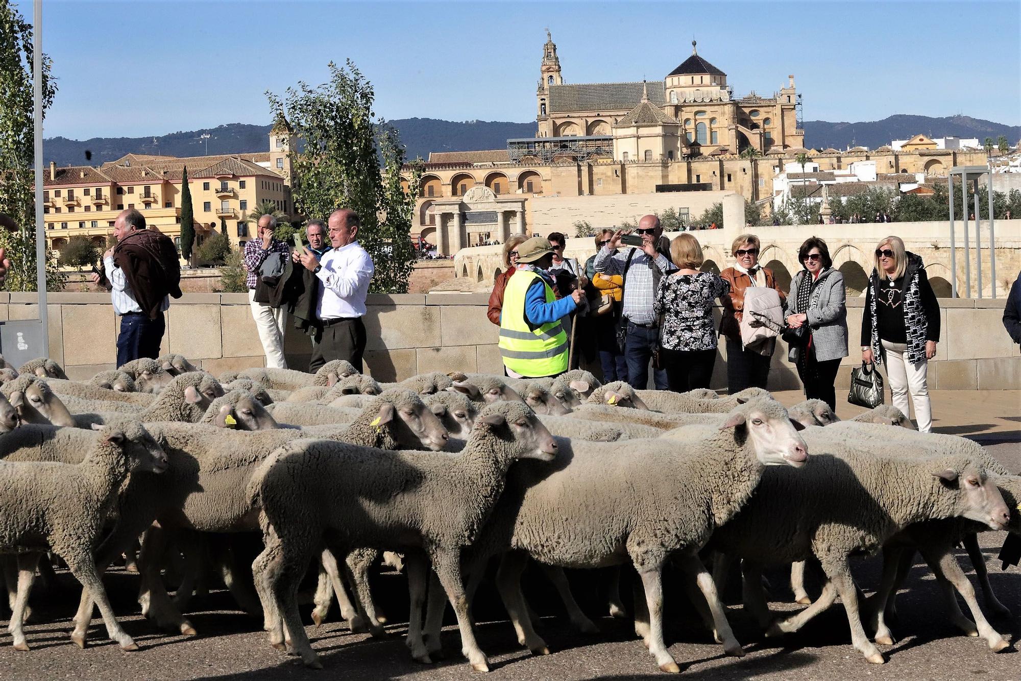 Trashumancia: Un rebaño de ovejas por la Calahorra