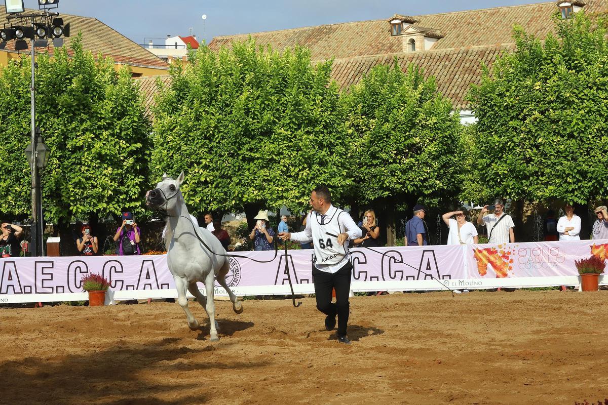 La última jornada del Otoño del Caballo en imágenes La última jornada del Otoño del Caballo en imágenes