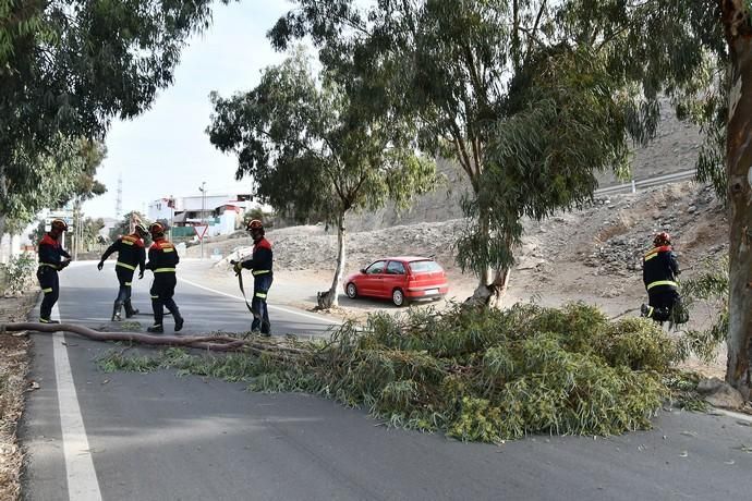 04/02/2020 EL PAJAR. MOGÁN. Caé una rama en la carretera de El Pajar por el viento.   Fotógrafa: YAIZA SOCORRO.  | 04/02/2020 | Fotógrafo: Yaiza Socorro