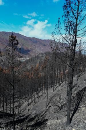 Reportaje sobre las zonas quemadas tras dos meses