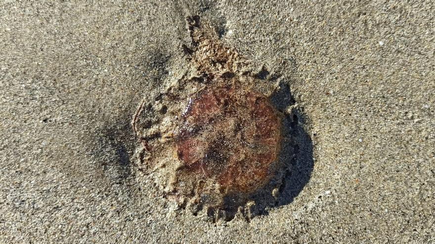 La playa de Barra, hogar de decenas de medusas