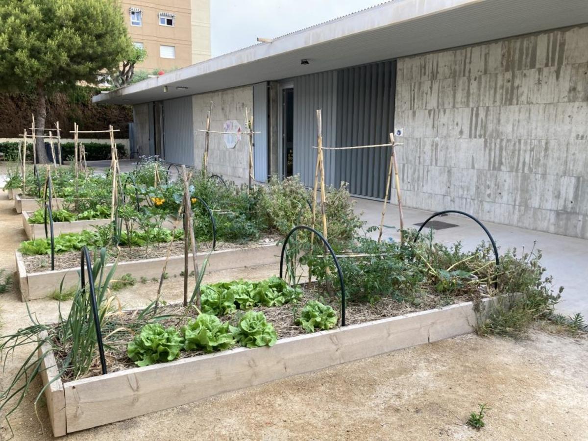 El huerto del colegio campellero que cuidan los escolares.