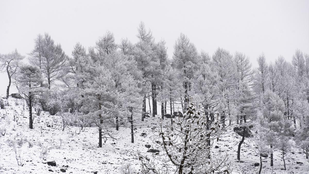 Fotogalería | La nieve cubre el norte de Extremadura