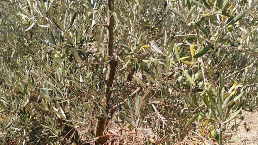 Apaema alerta de la presencia de un «insecto secundario» en el olivo