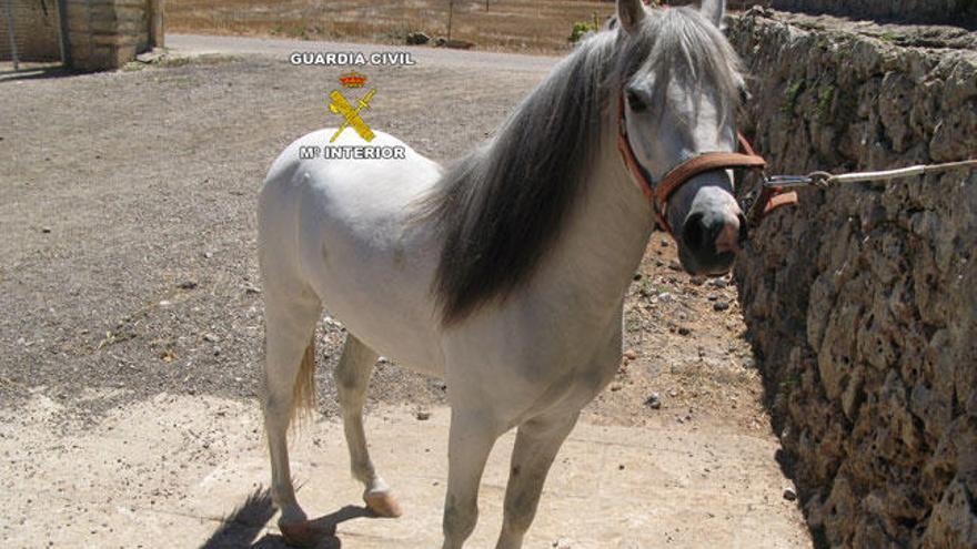 Dos imputados por castrar a un poni con una técnica prohibida