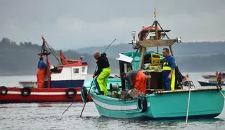 Decepción en el libre marisqueo en la ría de Arousa: poca producción y precios por los suelos
