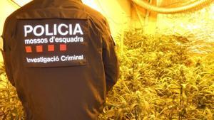 Les narcomàfies augmenten l’ús d’armes de foc