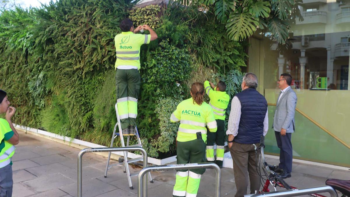 Operarios y el concejal en una zona de plantas tratadas en la plaza del Ayuntamiento de Benidorm.
