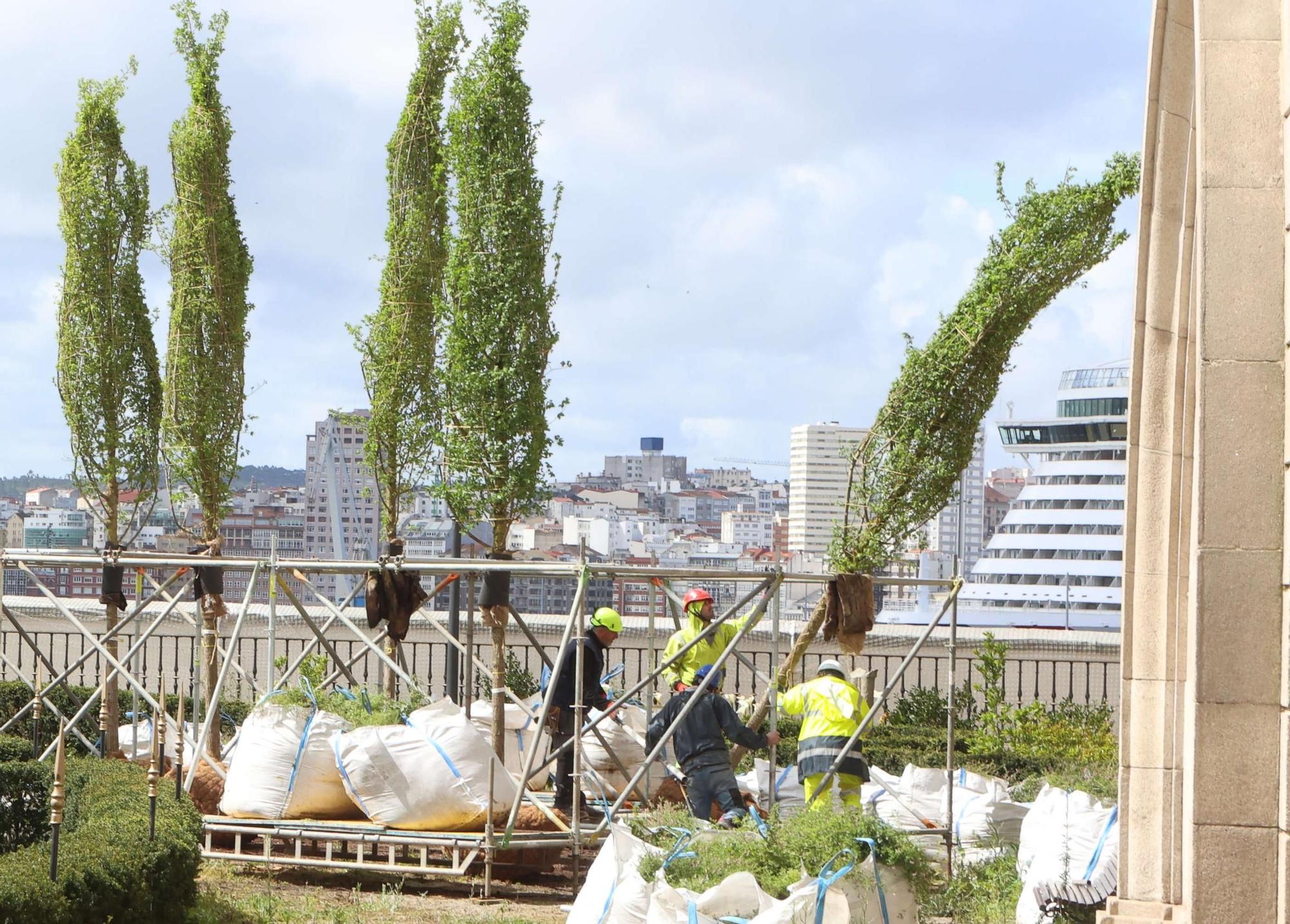 Plantación de los nuevos olmos del Jardín de San Carlos