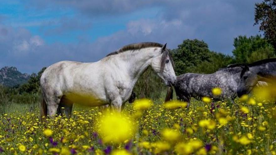 Detectan dos casos de fiebre del Nilo en dos caballos de la región