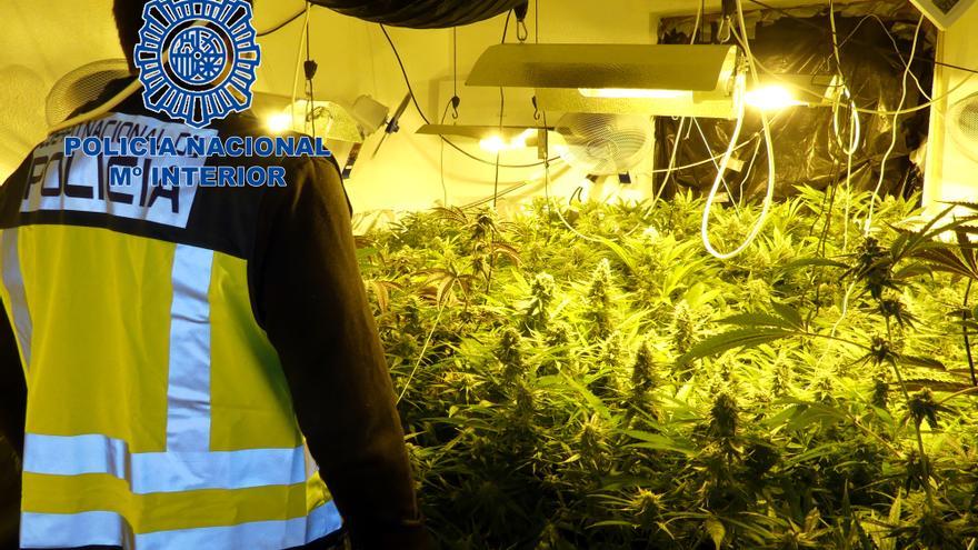 Desmantelan una plantación de marihuana en Elda tras descubrirla por el fuerte olor