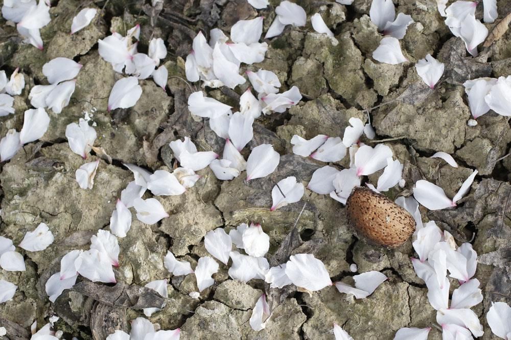 Almendros en flor, un espectáculo de la naturaleza