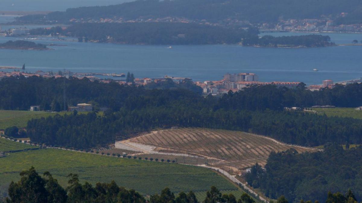 Una de las nuevas plantaciones, con la ría de Arousa, al fondo.