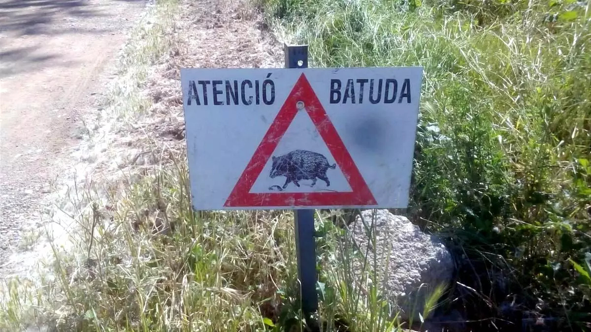 La superpoblació de senglars es redueix a la meitat per la sequera a l’Alt Empordà