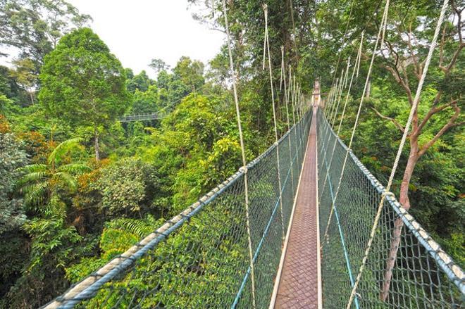 Jungla Taman Negara