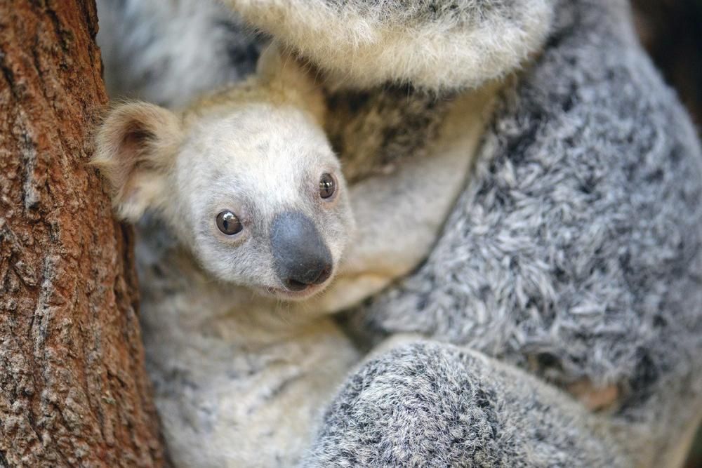 Neix una coala blanca a Austràlia