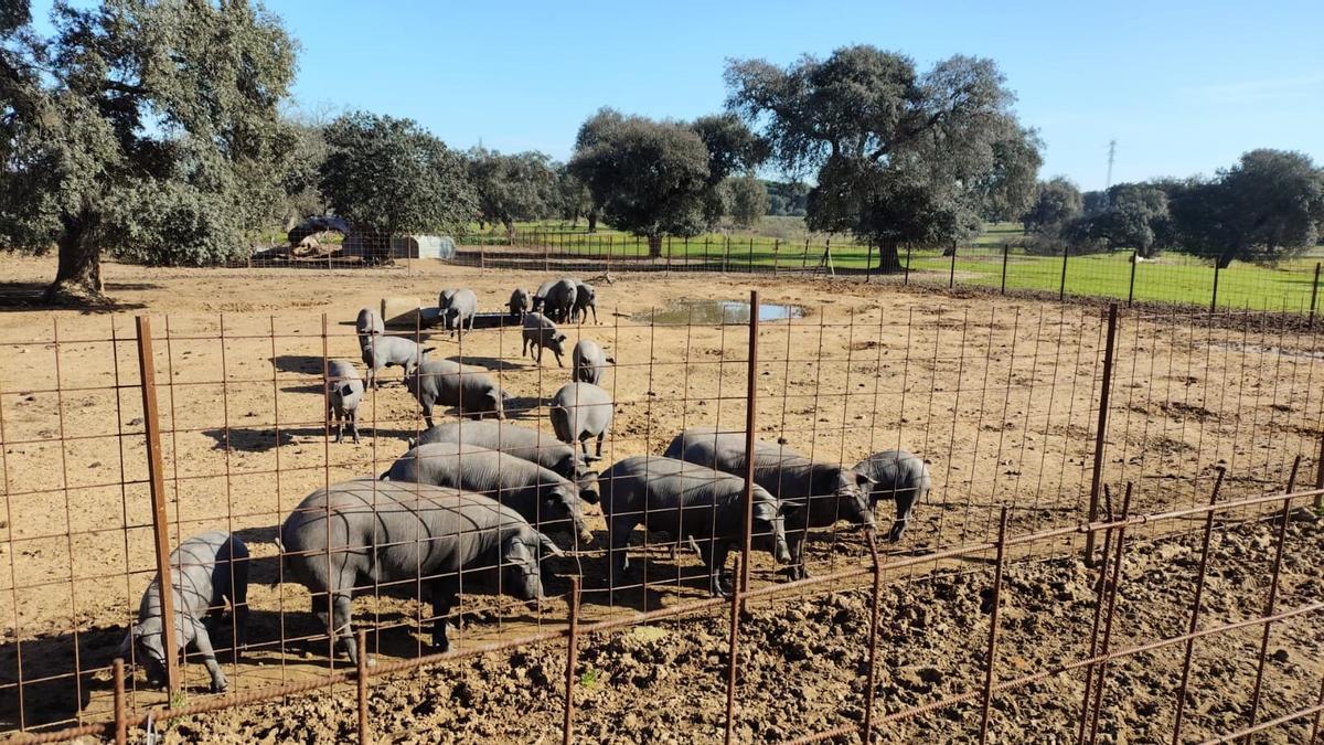 Экспорт иберийского свиного мяса продолжается, несмотря на угрозы чумы