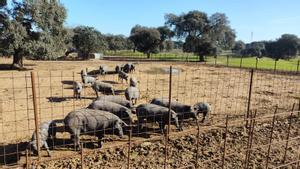 Cerdos ibéricos en una finca extremeña