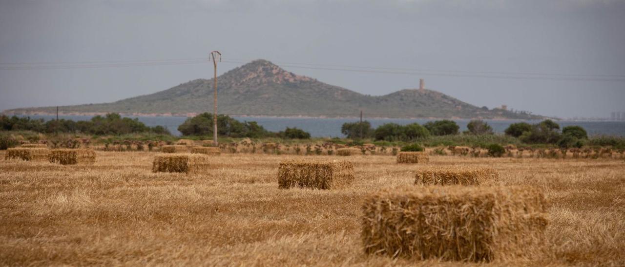 El CES destaca en su informe que la producción de cereales se ha visto favorecida por las lluvias de primavera. | LOYOLA PÉREZ DE VILLEGAS