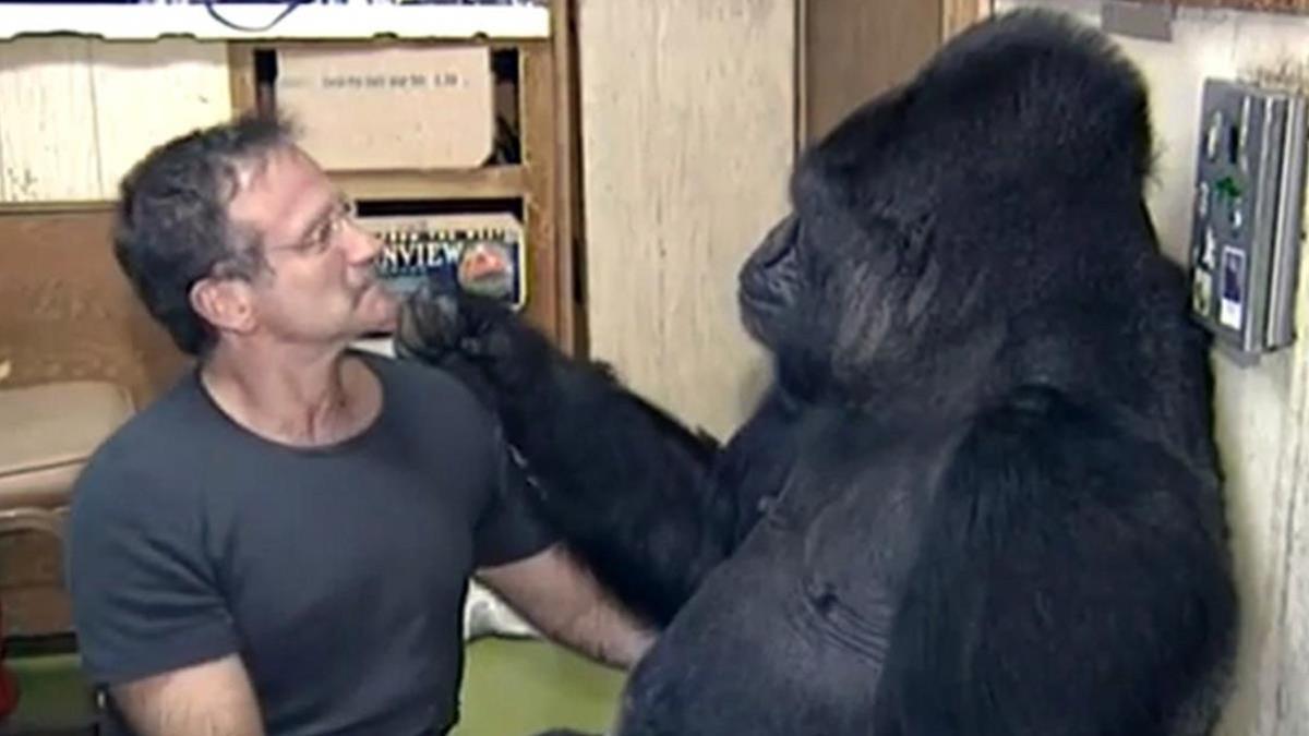 Robin Williams 'conversando' con Koko