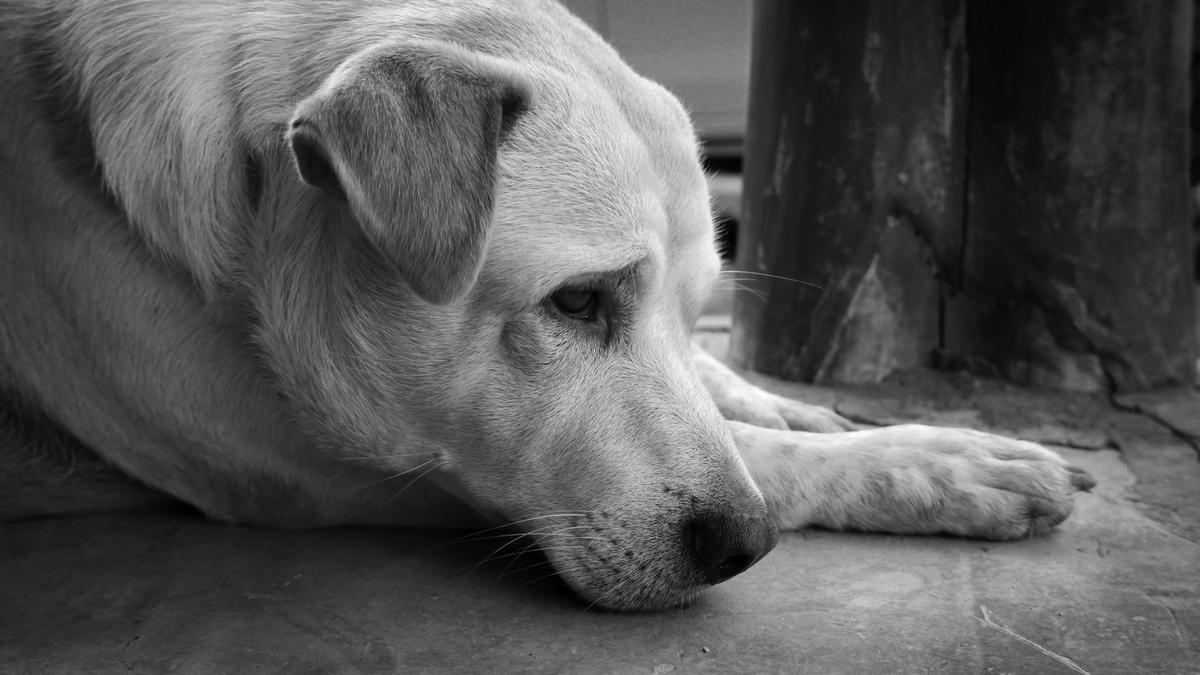 Prevención de piometra en perros: ¿Qué medidas puedo tomar?
