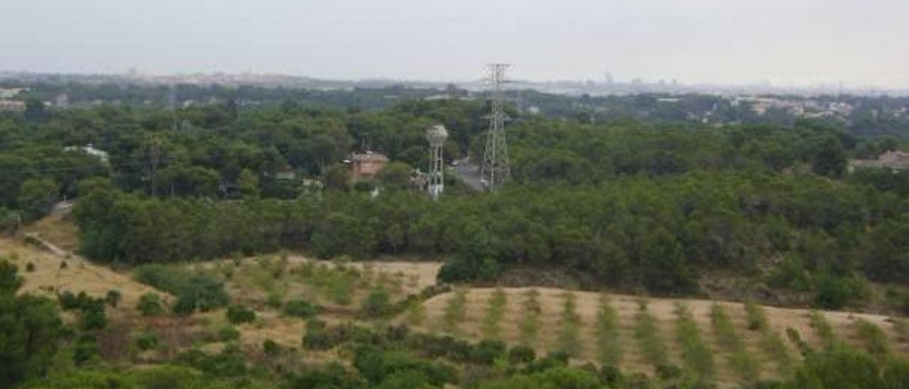 Bosque protegido de la Vallesa, en el término de Paterna.