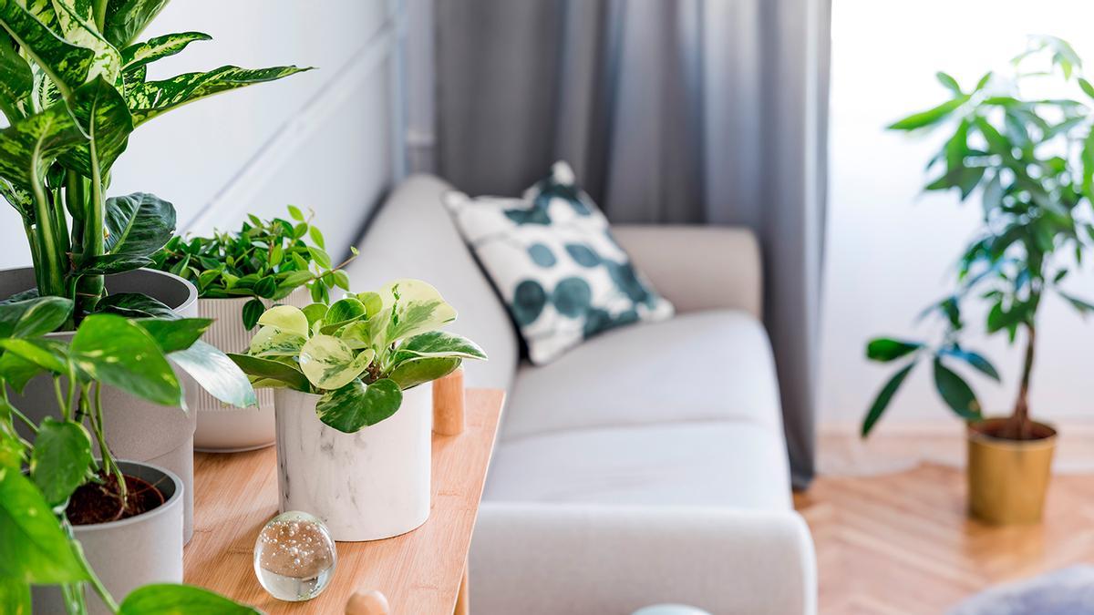 Las cinco plantas que limpian el ambiente de nuestro hogar