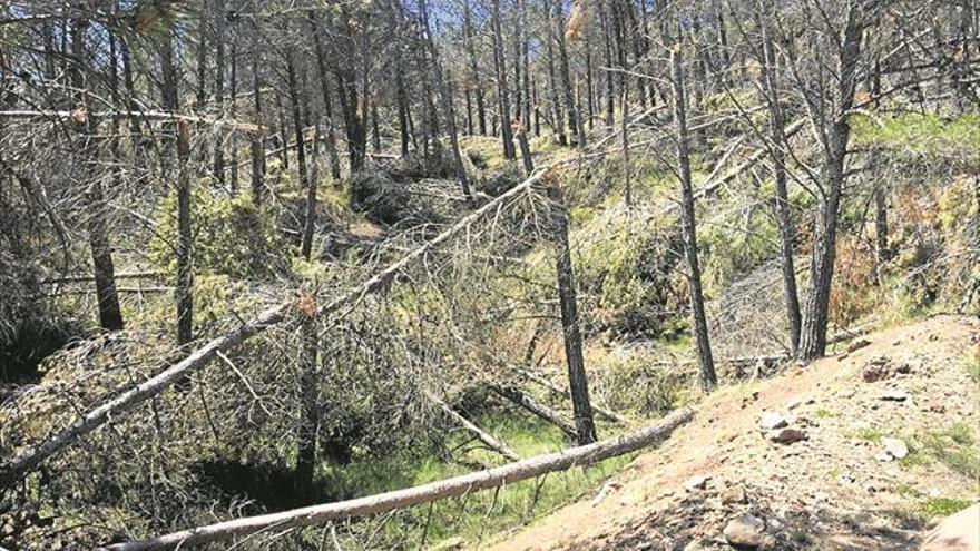 El Consell alerta del alto riesgo de incendio agravado por la falta de limpieza