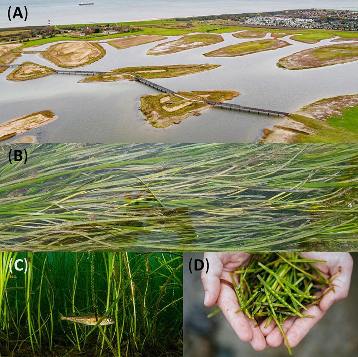Campos de cereales en diferentes paisajes marinos. A) experimental; B) hojas y espatas de Zostera marina con semillas; C) Cría de bacalao del Atlántico escondida en Zostera marina; D) brotes florales de Zostera marina.