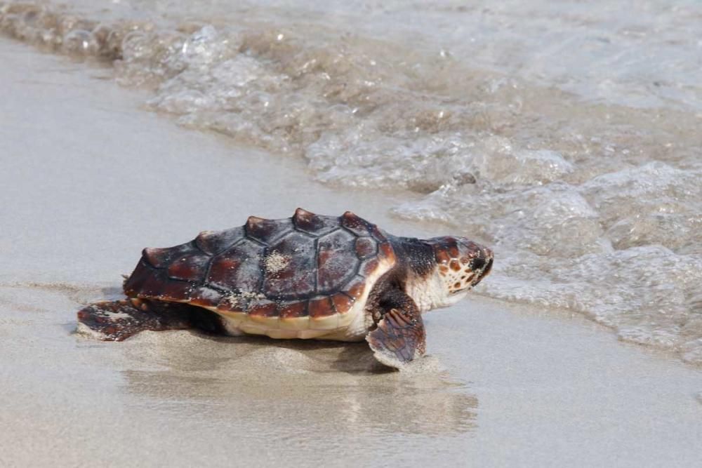 Liberadas en Ibiza 26 tortugas de la primera puesta registrada en Baleares