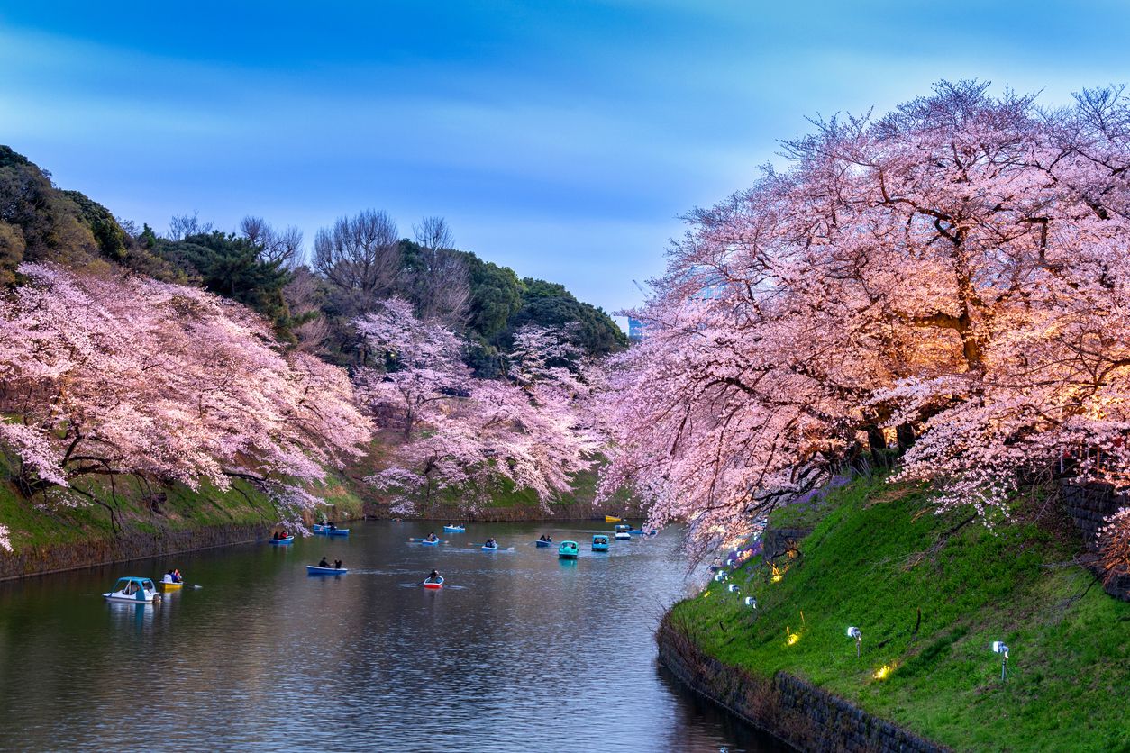 Flores de cerezo en el parque Chidorigafuchi de Tokio.