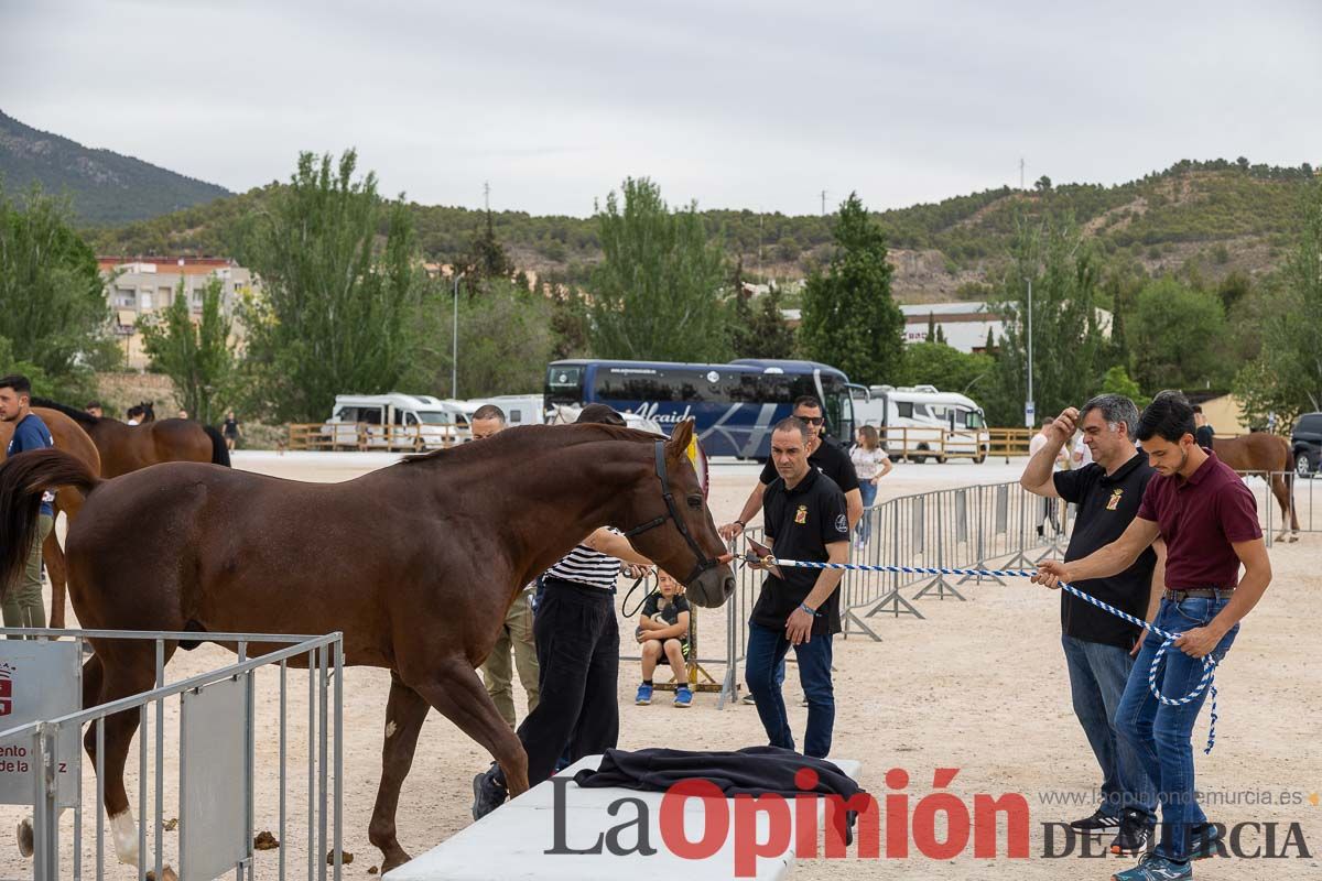 Control veterinario de los Caballos del Vino en Caravaca