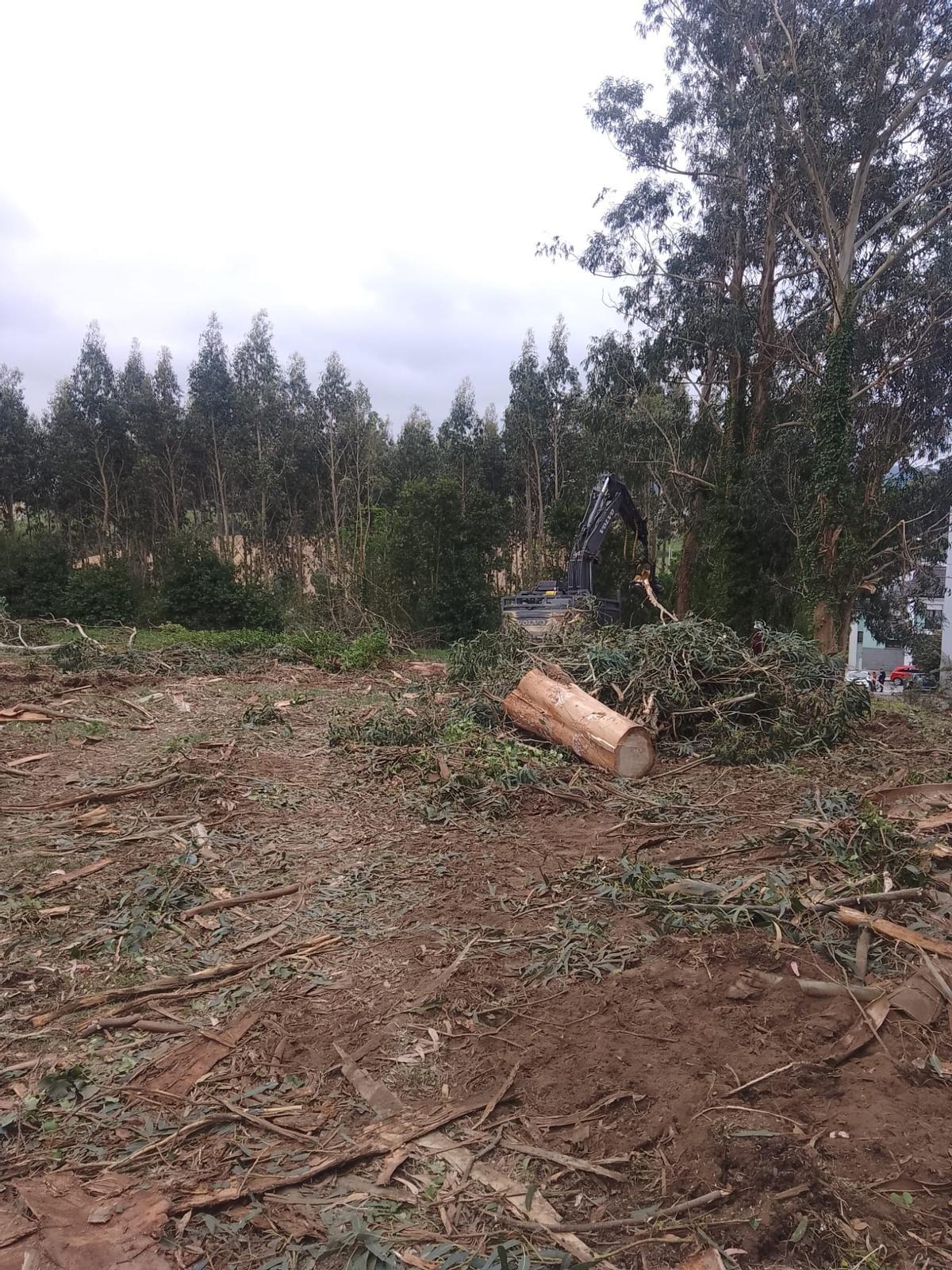 Trabajos forestales en la finca.