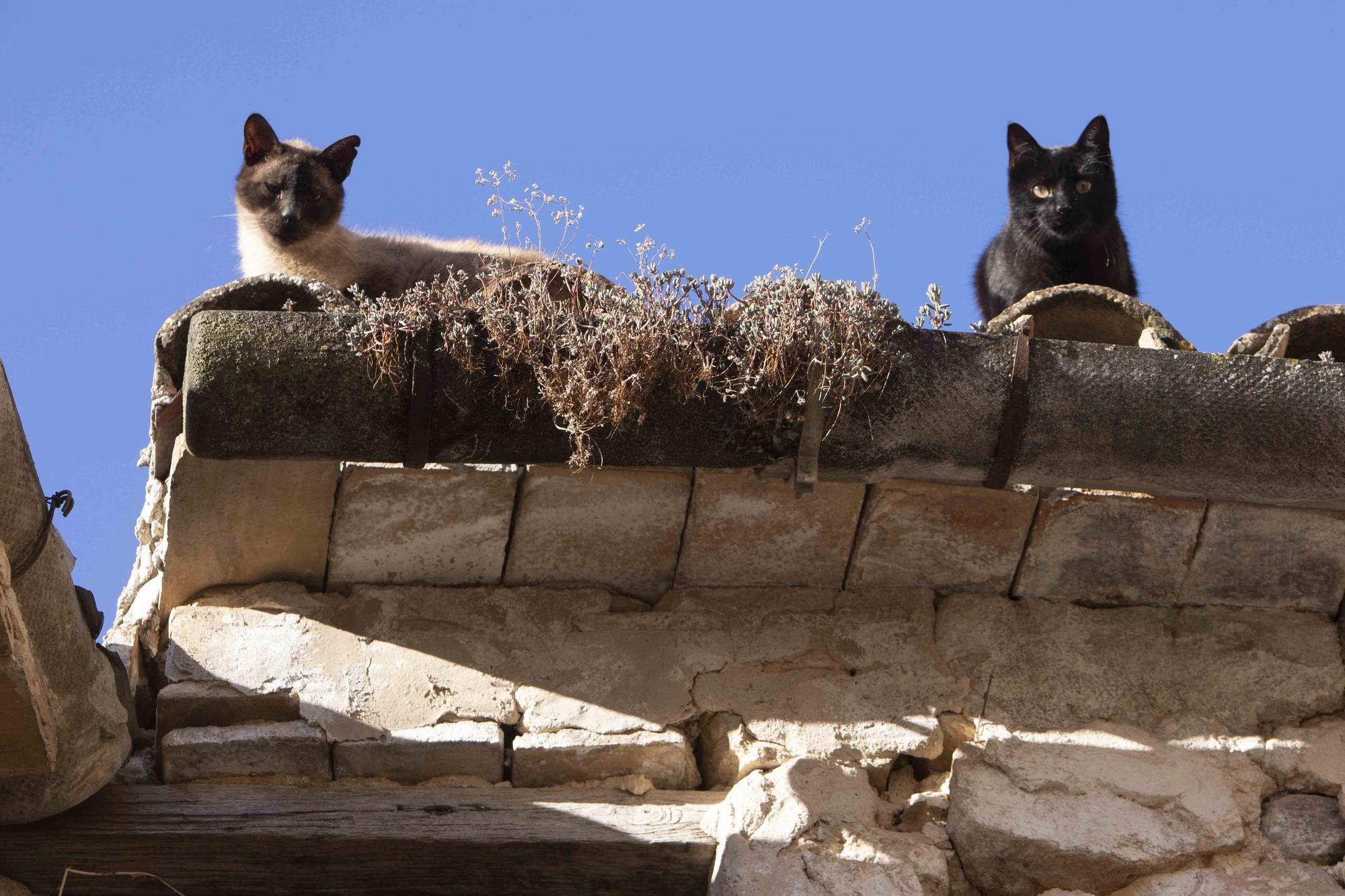 Dos gatos descansan en un tejado del barrio medieval.