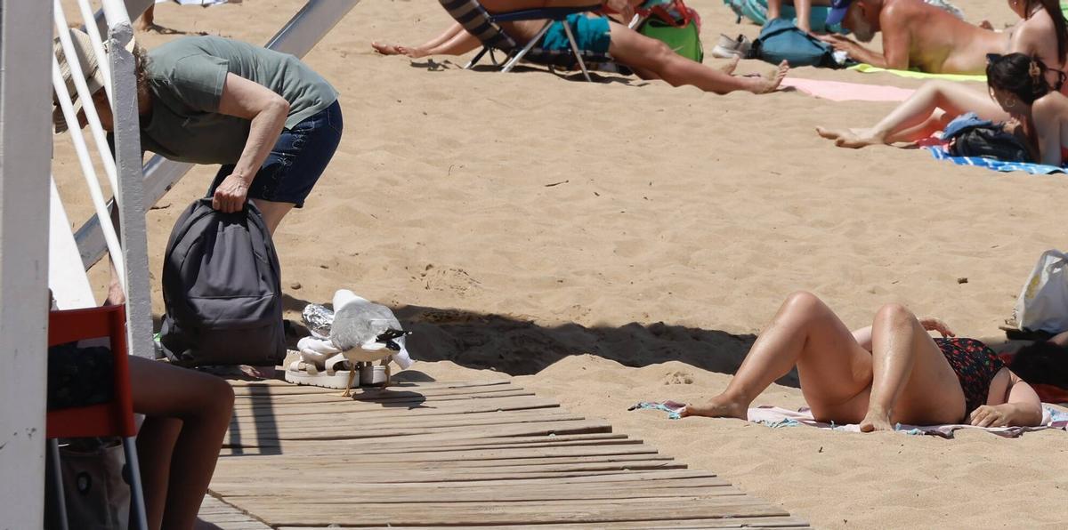 La curiosa escena con una gaviota y un bocadillo en Gijón, en imágenes