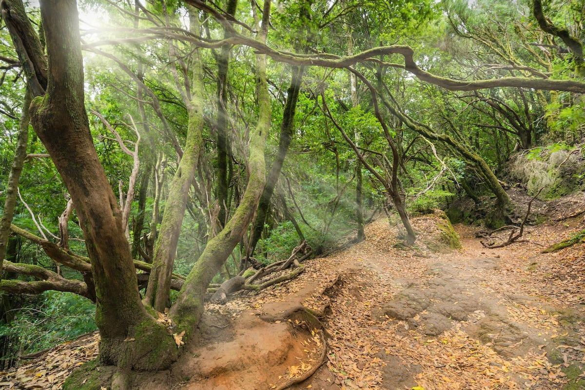 Laurisilva, Tenerife