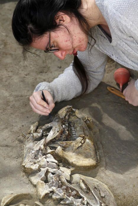 Desenterren un nou esquelet de tapir al Camp dels Ninots