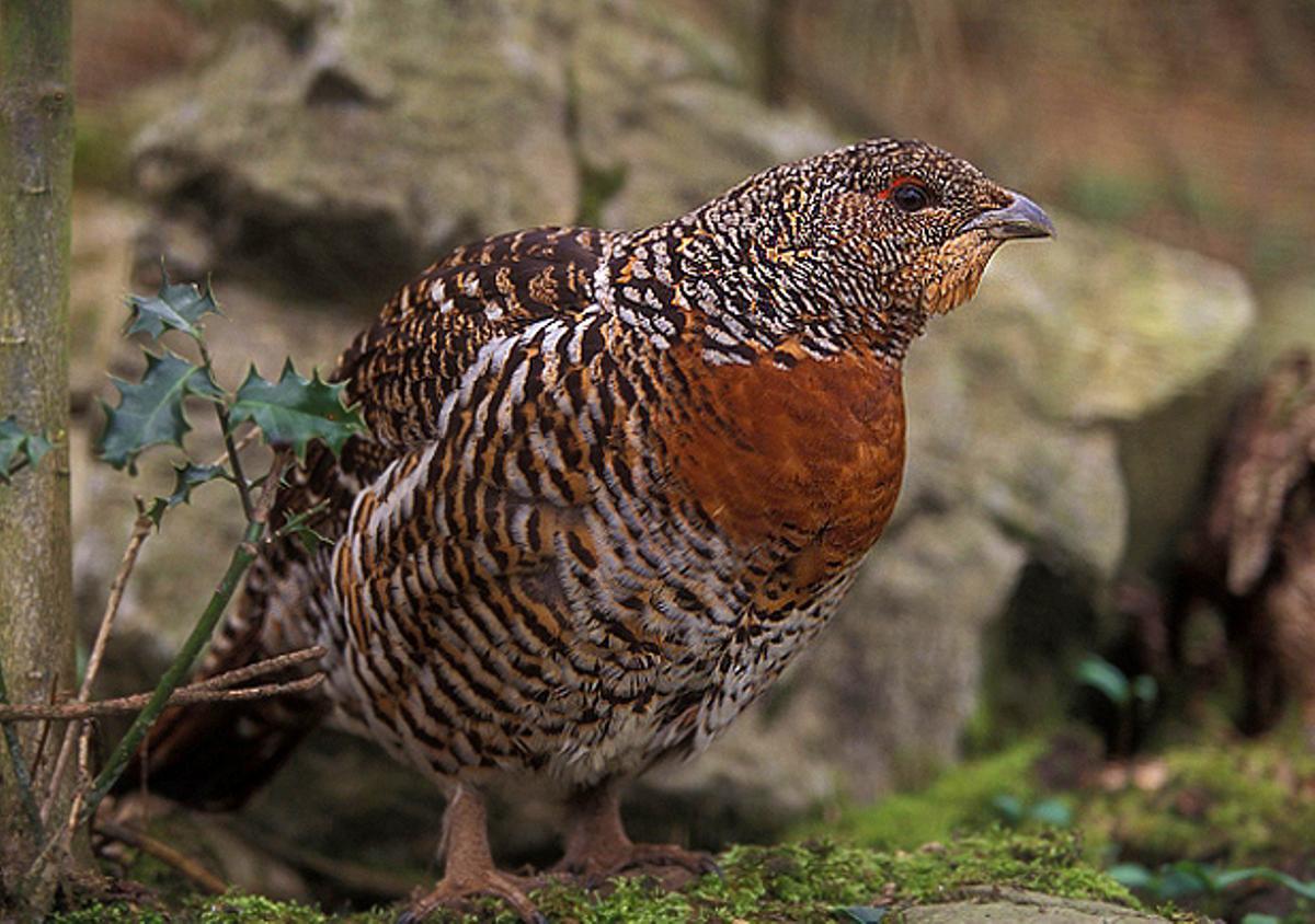 Una hembra de urogallo.