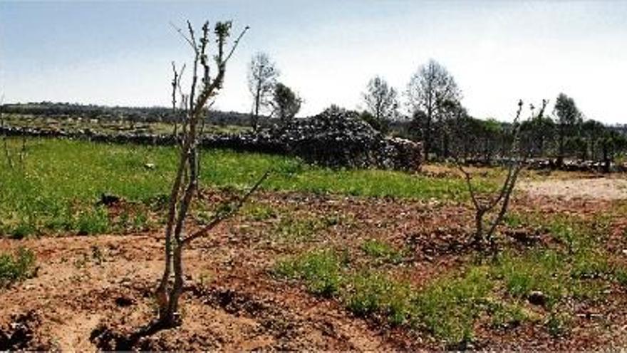 Un dels olivars recuperats després de l&#039;incendi del juliol de 2012.