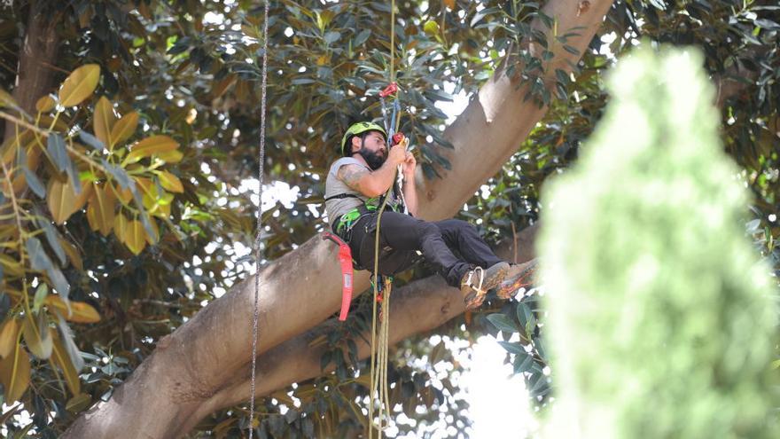 Un técnico poda las ramas colgado de un árbol en Floridablanca.