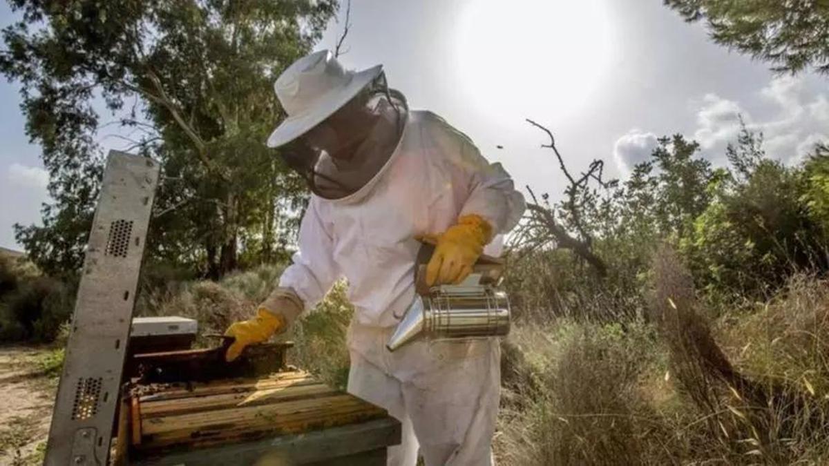 Un apicultor cogiendo un panal de abejas, mientras trabaja en el monte, en una fotografía de archivo.
