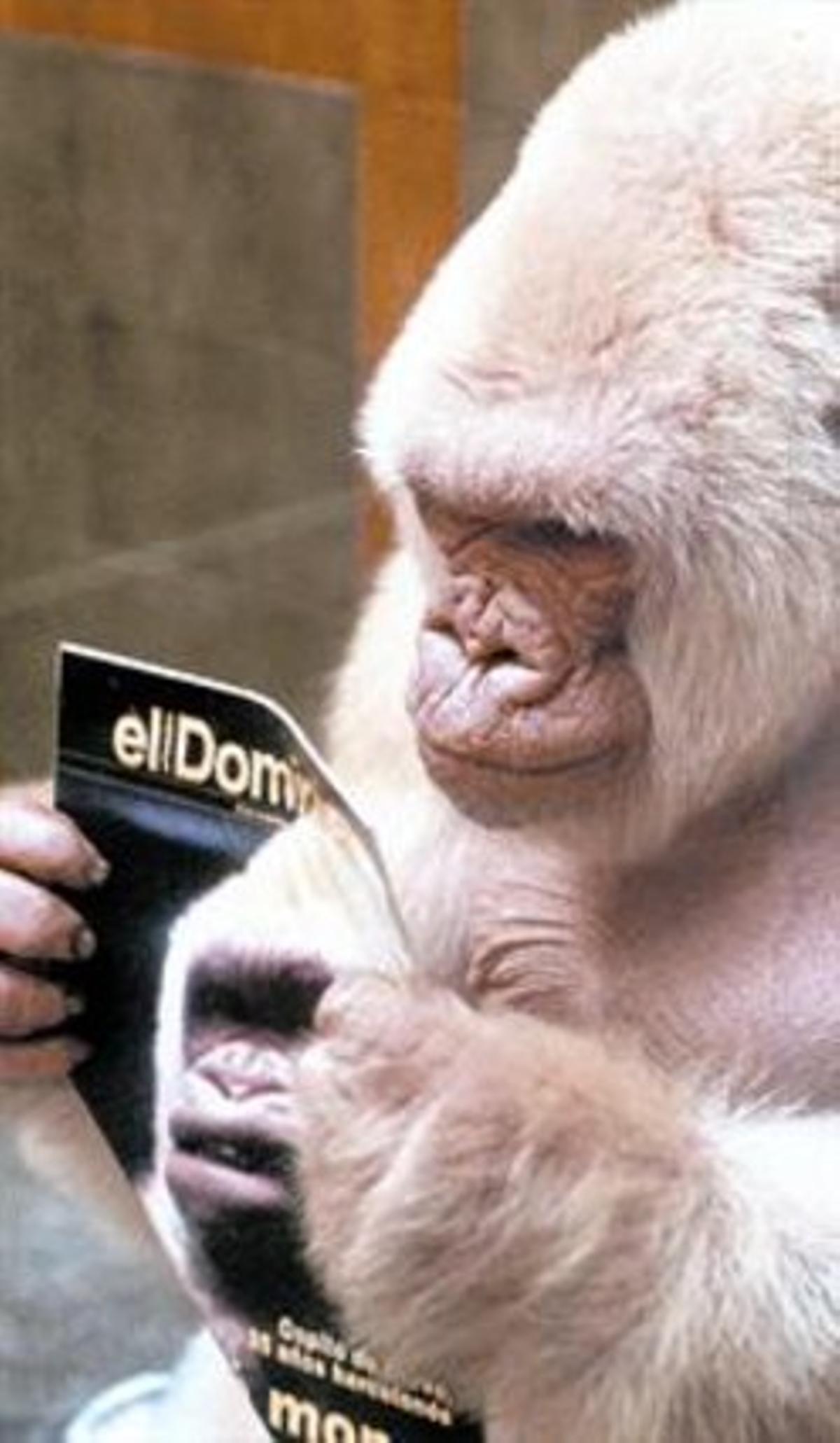 RARESA 3 Floquetde Neu, en diferents etapes de la sevavida al Zoològic de Barcelona. Sobre aquestes línies,en una foto fetael 14 de setembredel 2003, el dia en què es va anunciar que patia un càncer de pell irreversible. A la dreta, el goril·la albí mira un ’Dominical’ d’EL PERIÓDICO del novembre de 1991del qual va ser fotografia deportada.