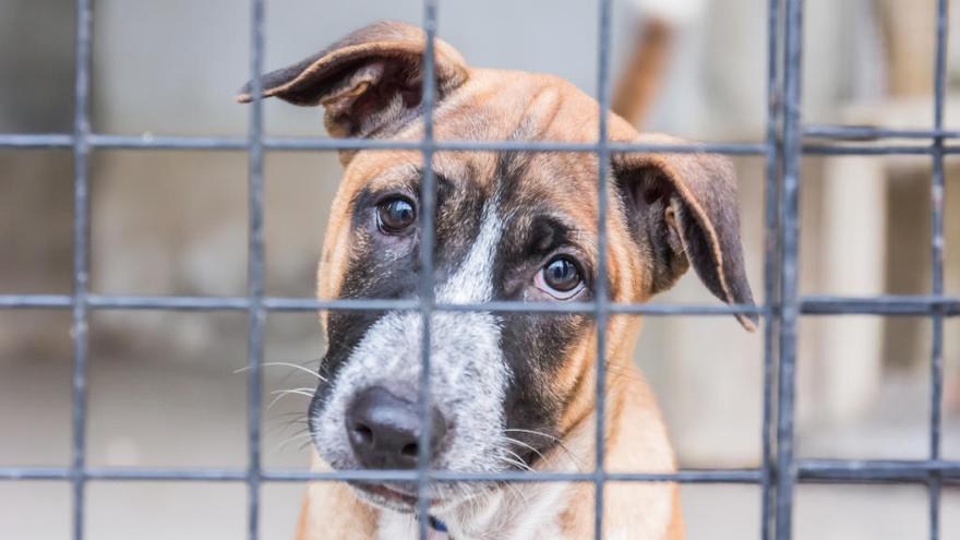 Al rescate de los perros perdidos